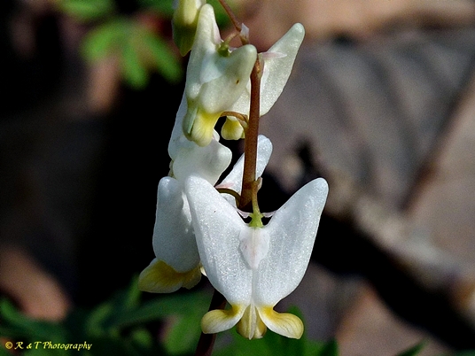 {Dicentra cucullaria}